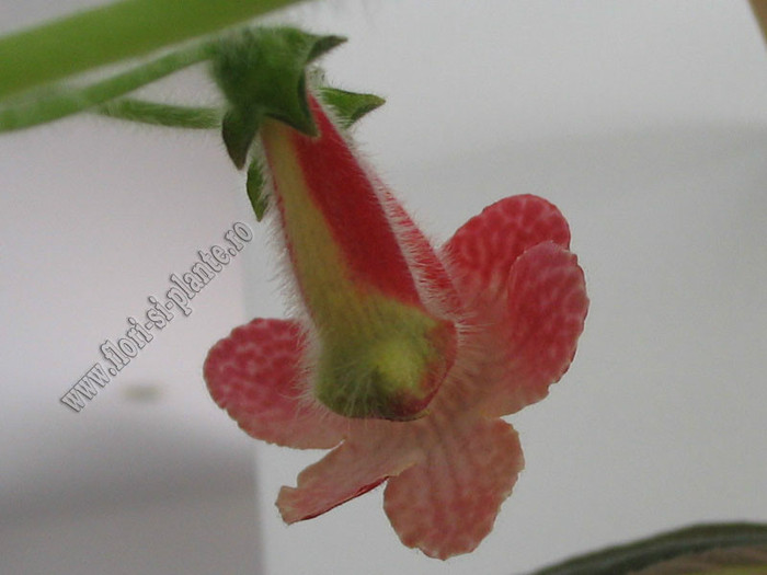 Kohleria Skogsbrand - KOHLERIA II
