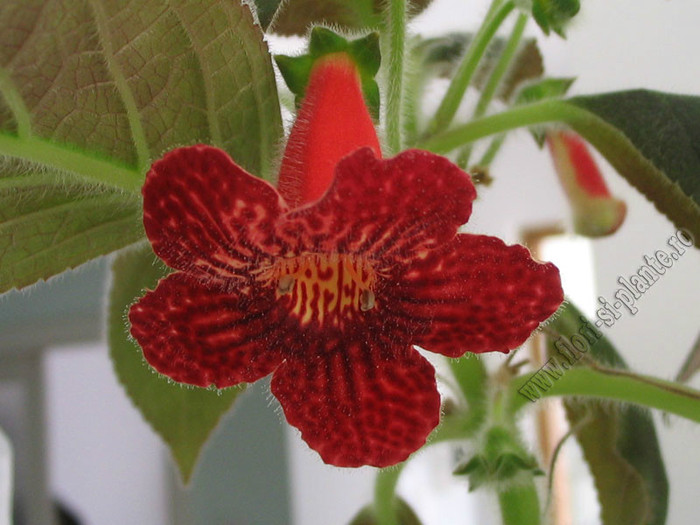Kohleria Skogsbrand - KOHLERIA II