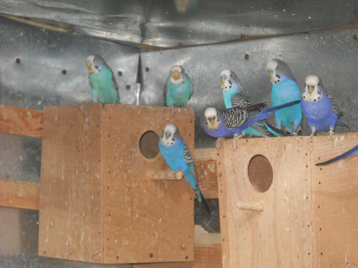 Picture 345 - crescatorie papagali