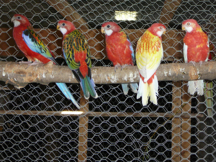  - Pui Papagali Rosella 2012