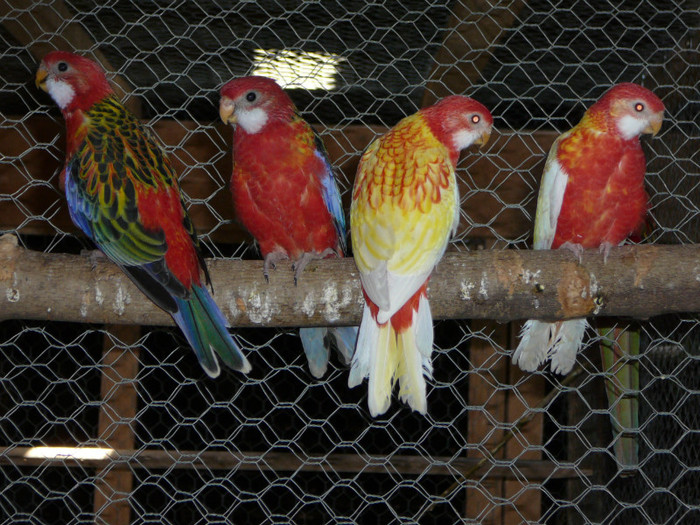  - Pui Papagali Rosella 2012