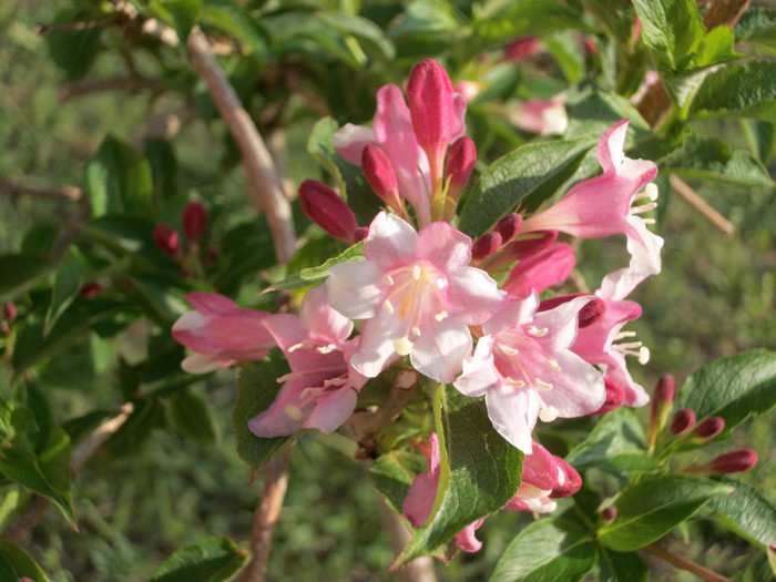 10 mai 2012 - weigela 2012