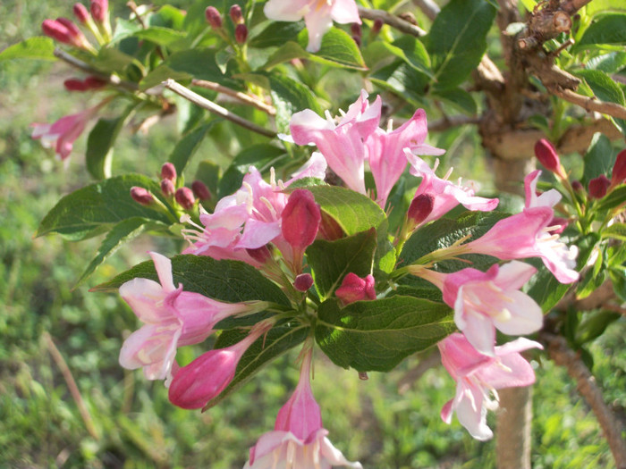 100_9298 - weigela 2012