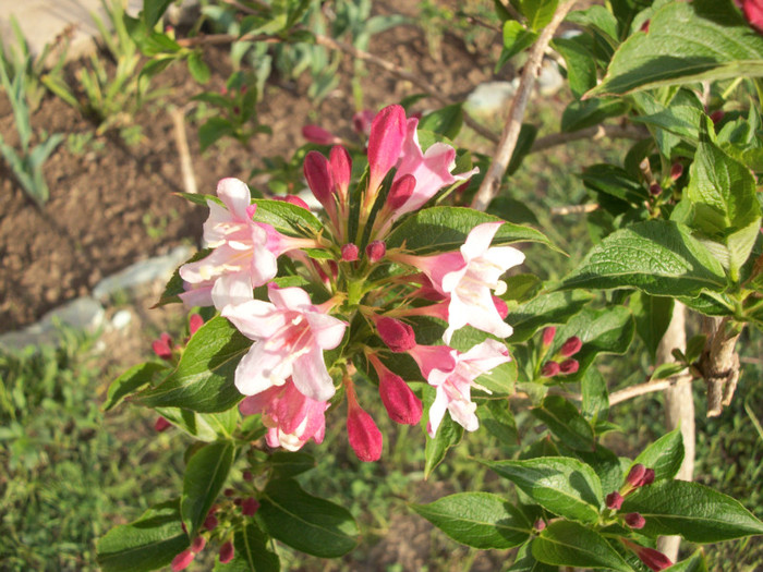 100_9303 - weigela 2012