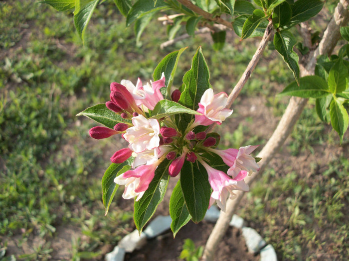 100_9302 - weigela 2012