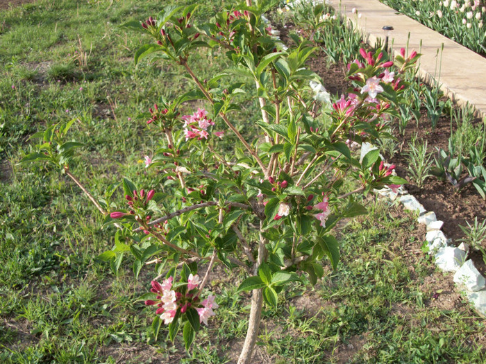 100_9301 - weigela 2012