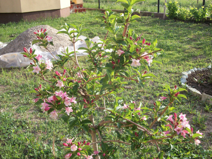 100_9299 - weigela 2012