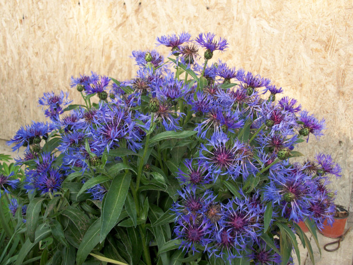 100_9307 - centaurea montana 2012