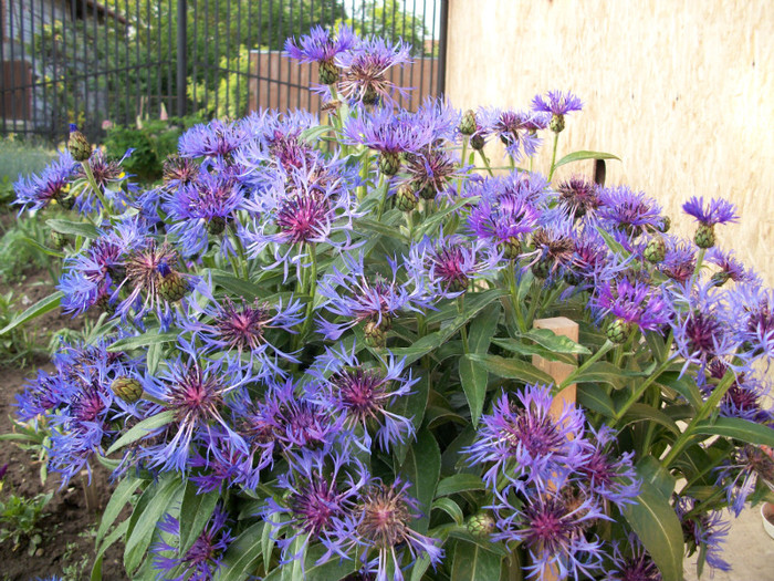 100_9305 - centaurea montana 2012