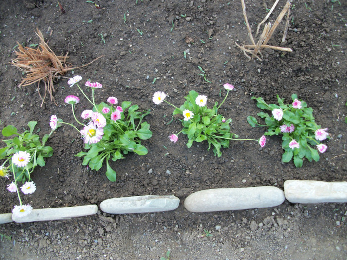 100_9328 - bellis 2012