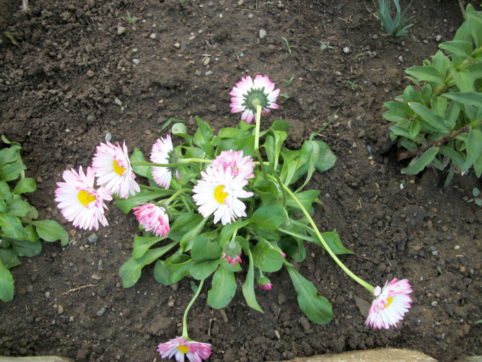 100_9326 - bellis 2012