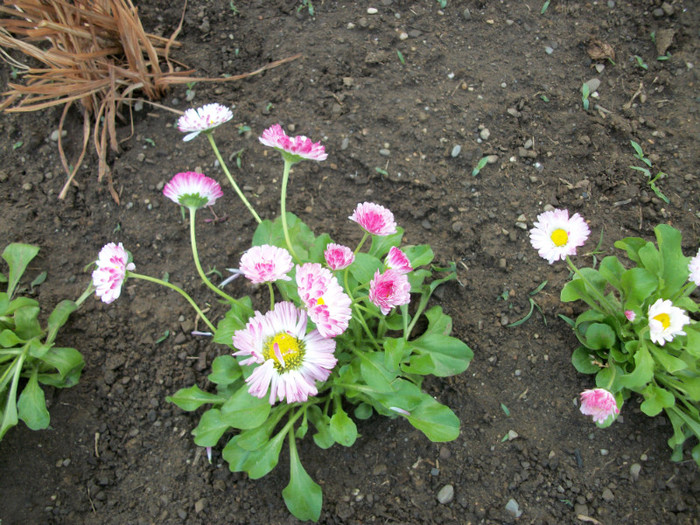 100_9327 - bellis 2012