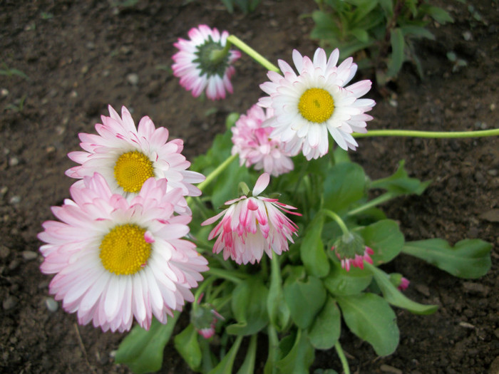 100_9329 - bellis 2012