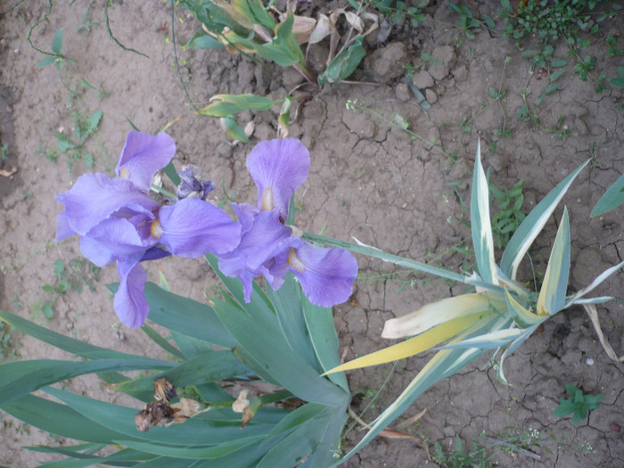 P1130353 - GRADINA 2012