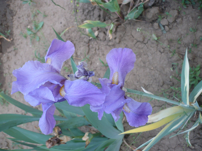 P1130354 - GRADINA 2012