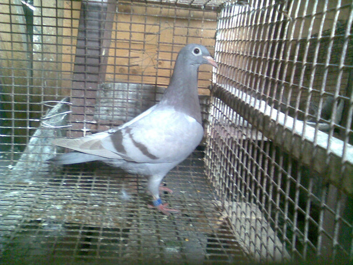 pui din parinti de polonia