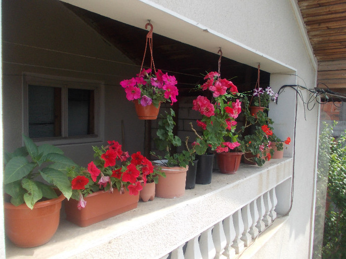 mmm 089 - MUSCATE SI PETUNII