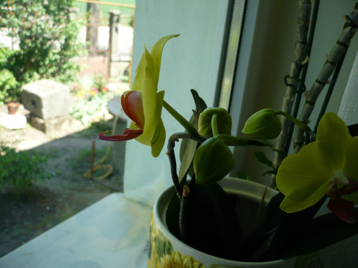 P1010738 - orhidee mai 2012