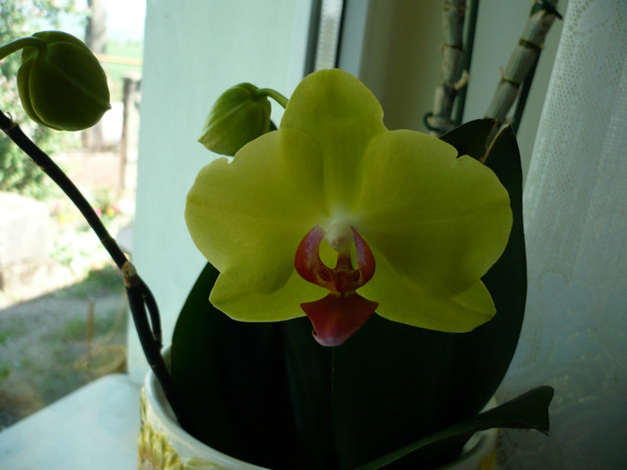 P1010737 - orhidee mai 2012