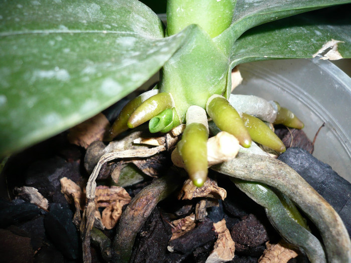 P1010745 - orhidee mai 2012