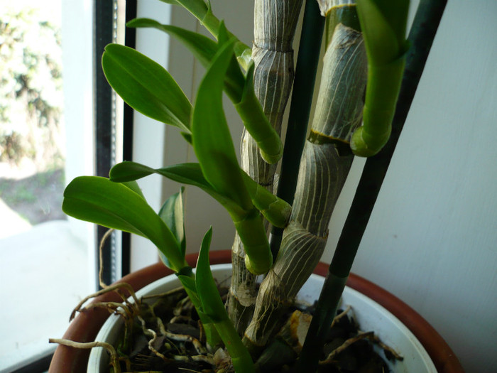 P1010746 - orhidee mai 2012