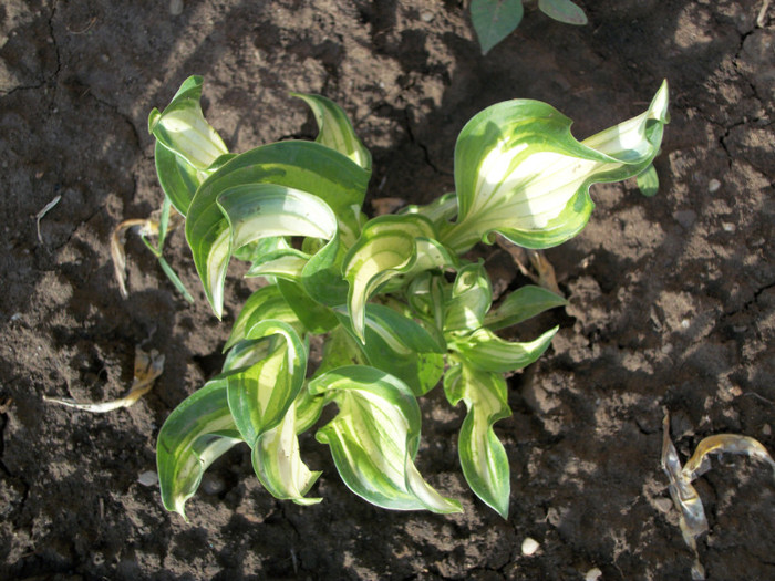 100_9349 - hosta 2012