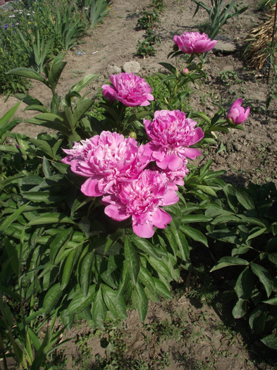 DSCF7075