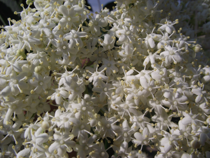 DSCF7078