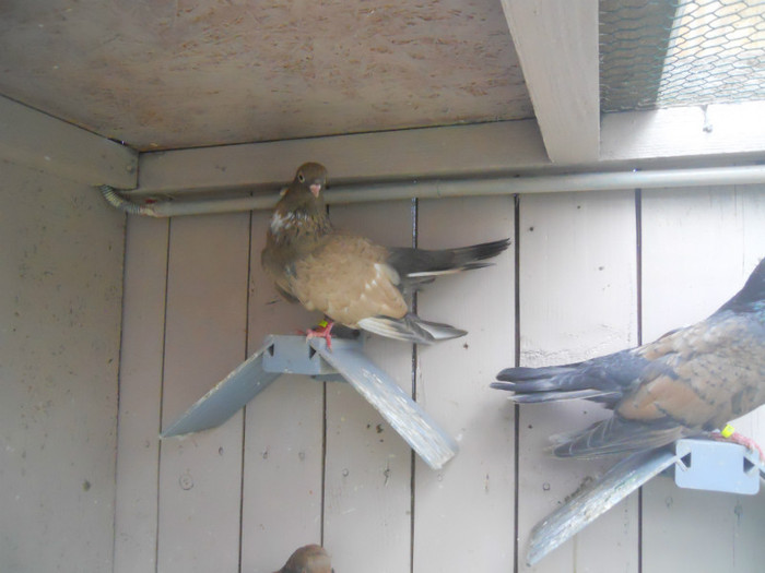 mai12 011 - 1805 Catalin Radu