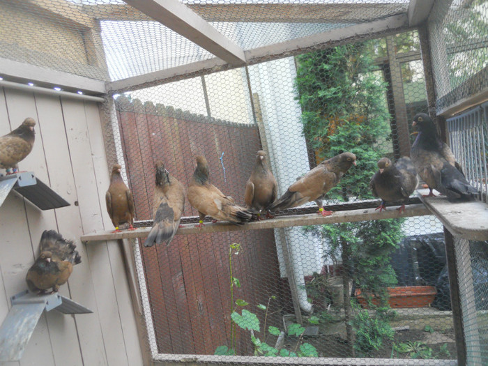 mai12 034 - 1805 Catalin Radu