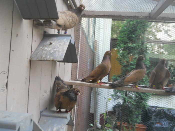 mai12 035 - 1805 Catalin Radu