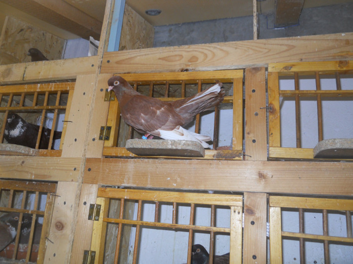 mai12 038 - 1805 Catalin Radu