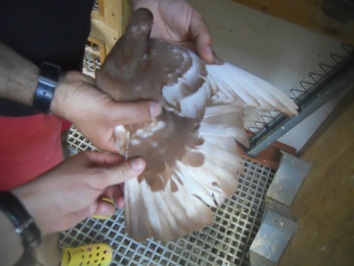 mai12 040 - 1805 Catalin Radu