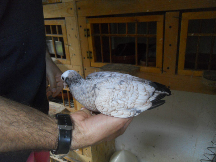 mai12 041 - 1805 Catalin Radu