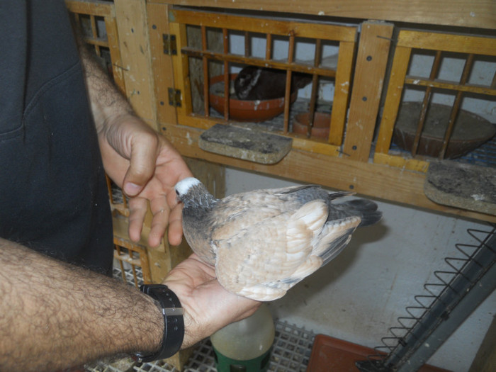 mai12 042 - 1805 Catalin Radu