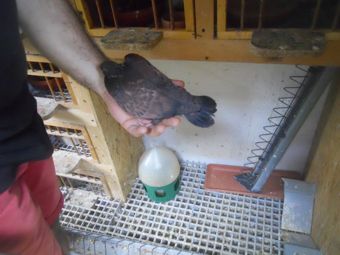 mai12 043 - 1805 Catalin Radu