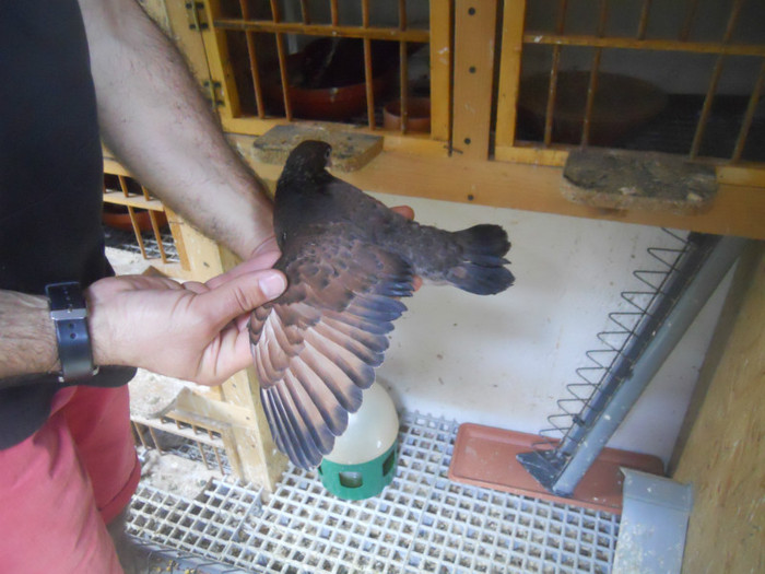 mai12 044 - 1805 Catalin Radu