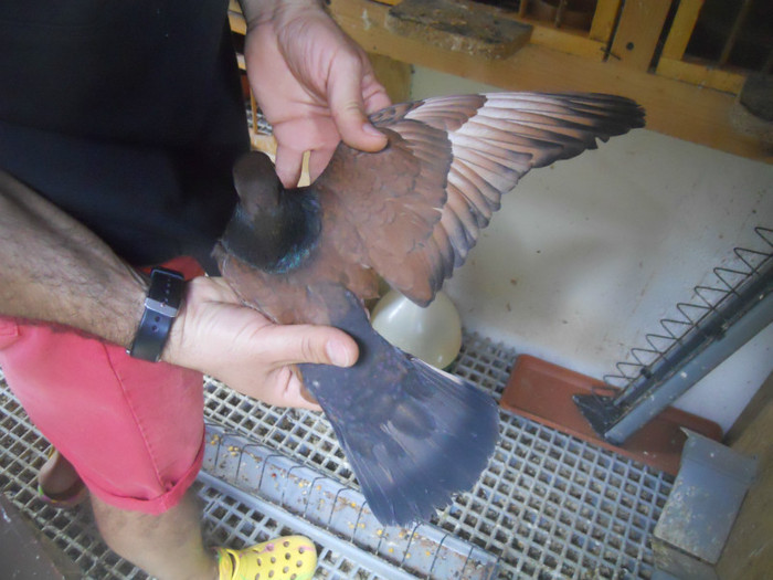 mai12 045 - 1805 Catalin Radu