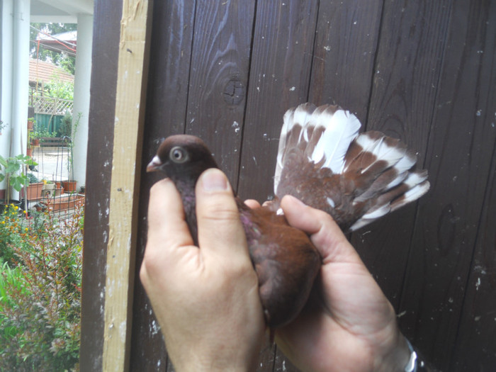 mai12 047 - 1805 Catalin Radu