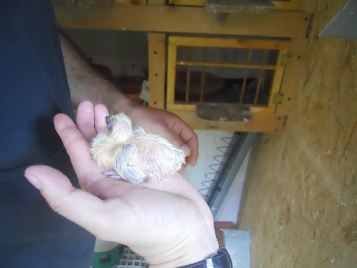 mai12 049 - 1805 Catalin Radu