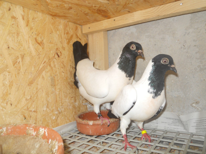 mai12 056 - 1805 Catalin Radu