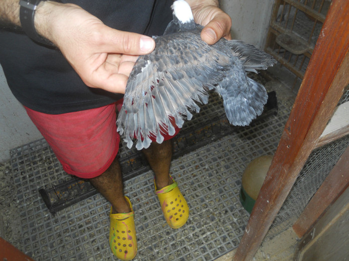 mai12 057 - 1805 Catalin Radu