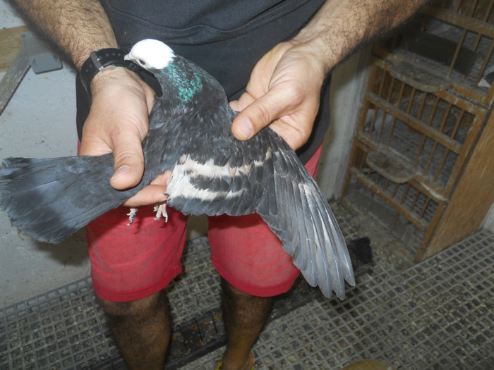 mai12 059 - 1805 Catalin Radu