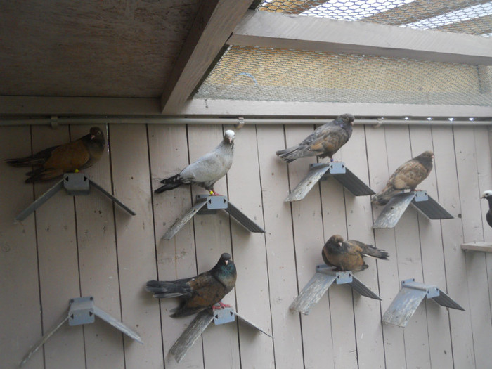 mai12 062 - 1805 Catalin Radu