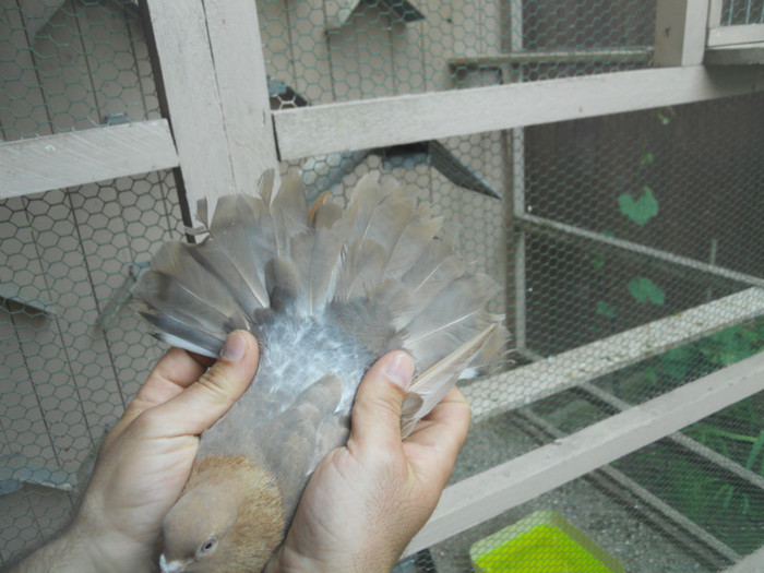 mai12 066 - 1805 Catalin Radu