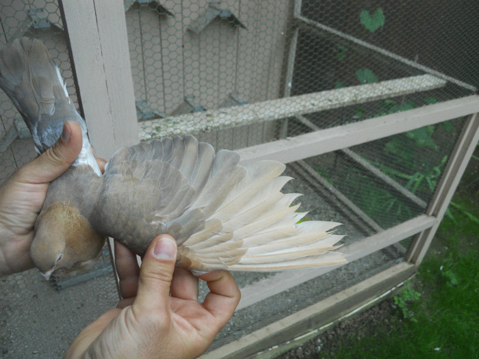 mai12 068 - 1805 Catalin Radu