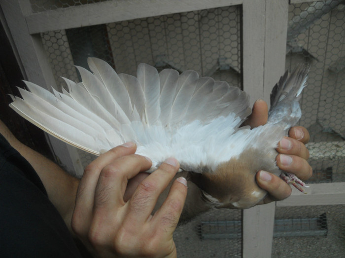 mai12 069 - 1805 Catalin Radu