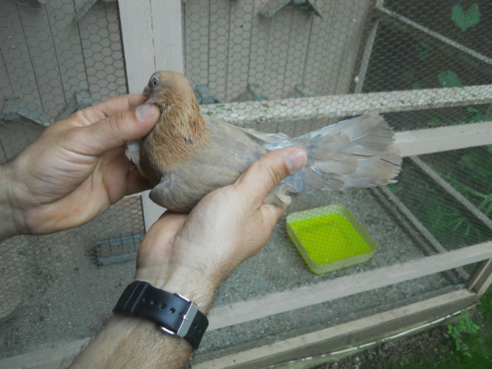 mai12 070 - 1805 Catalin Radu