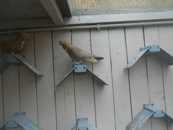 mai12 073 - 1805 Catalin Radu