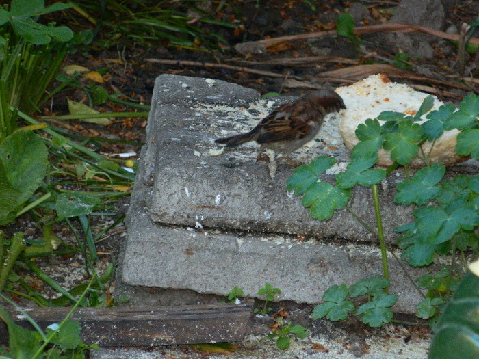 DSCN4800